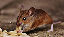 24 Hour & Emergency Exterminators in Dunnstown, PA